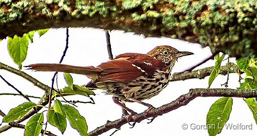 Brown Thrasher On A Branch Under a Limb_DSCF21359.jpg - Brown Thrasher (Toxostoma rufum) photographed near Carden, Ontario, Canada.